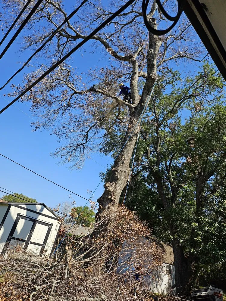 Professional landscape installation in Houston, TX - Aisling Prime Landscaping & Design