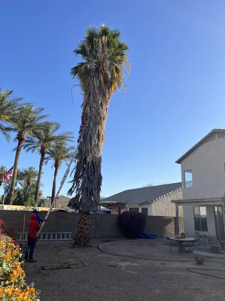 Top-rated yard maintenance in El Mirage, AZ - Aispuros Landscape