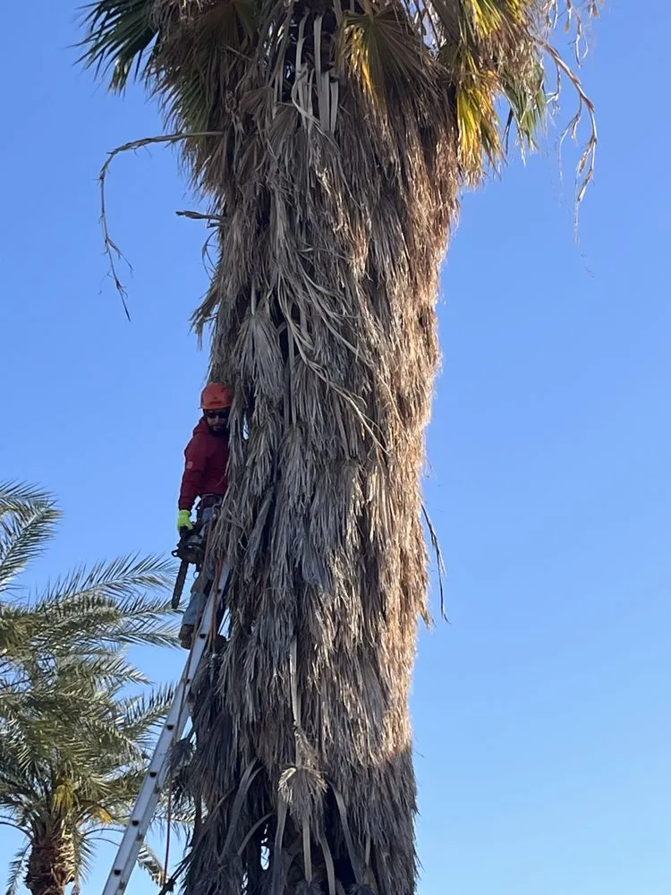 Affordable landscaping services with custom design in El Mirage, AZ by Aispuros Landscape