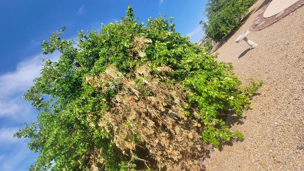 Professional landscaping services for residential properties across El Mirage, AZ - Aispuros Landscape