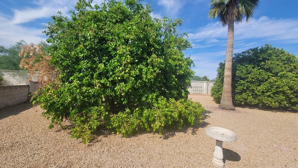 Professional landscaping services for year-round maintenance across El Mirage, AZ - Aispuros Landscape