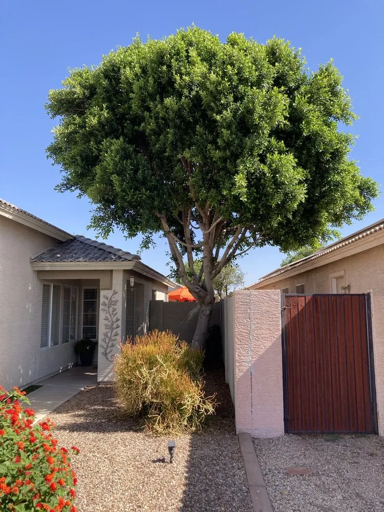 Expert yard maintenance in El Mirage, AZ - Aispuros Landscape