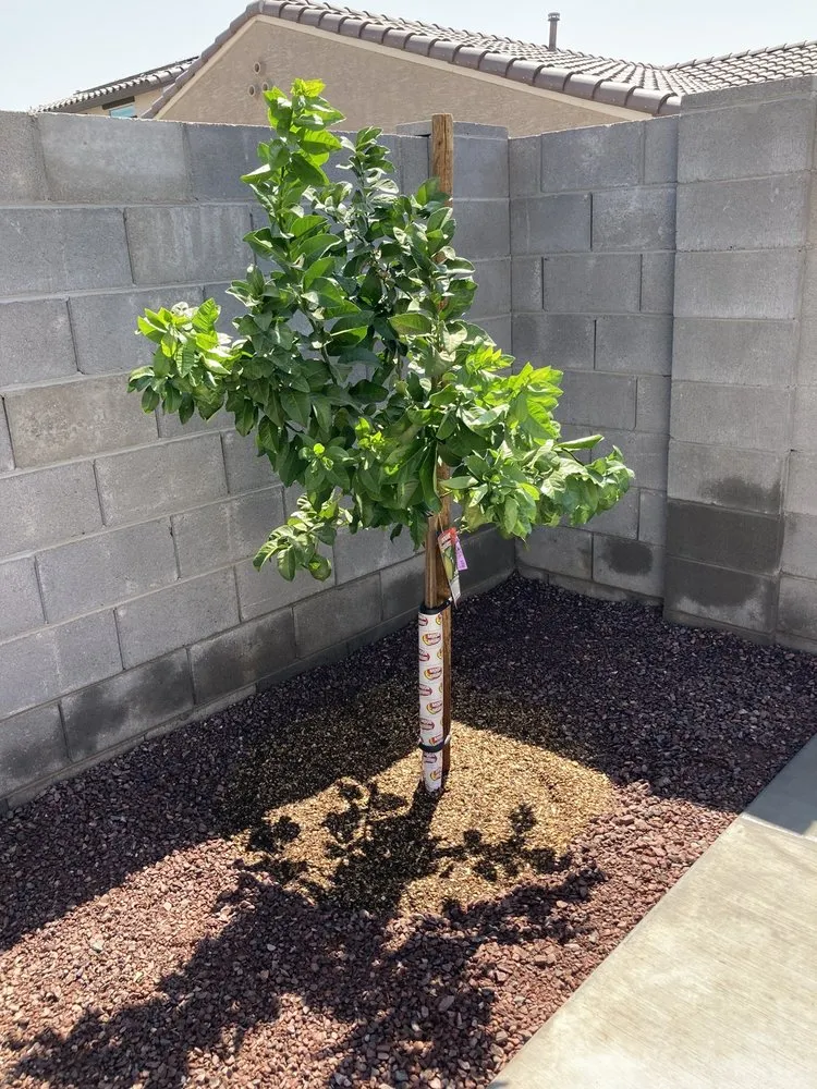 Expert lawn care service experts serving El Mirage, AZ - Aispuros Landscape