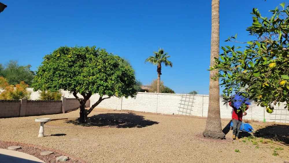 Custom residential landscaping for beautiful yards in El Mirage, AZ by Aispuros Landscape