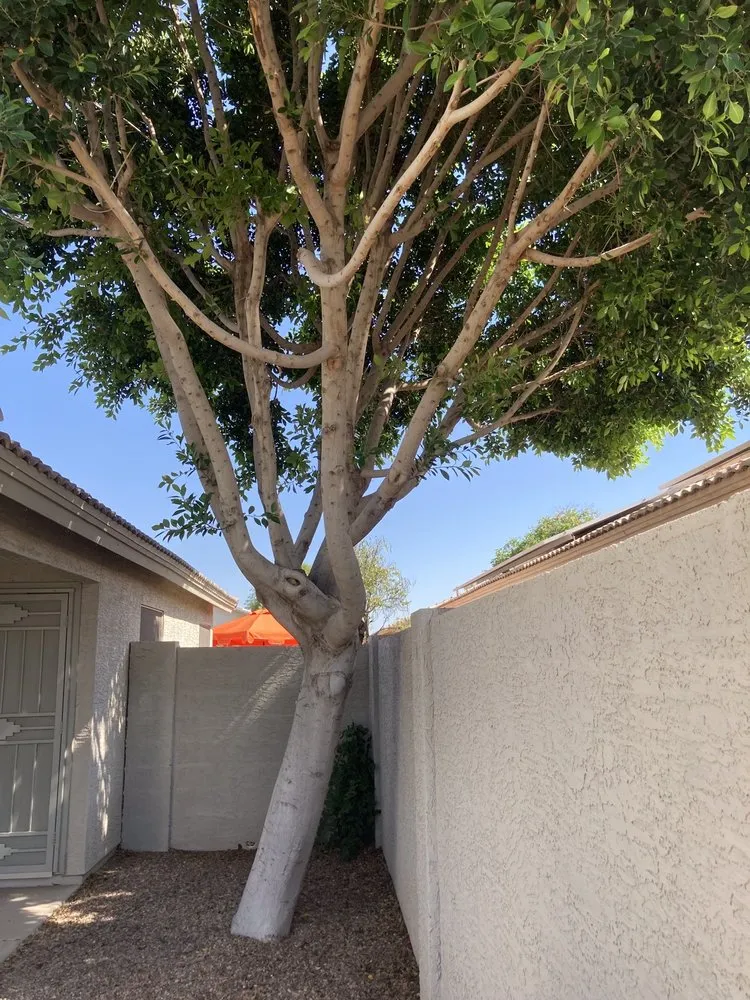 Trusted garden landscaping for outdoor upgrades in El Mirage, AZ by Aispuros Landscape