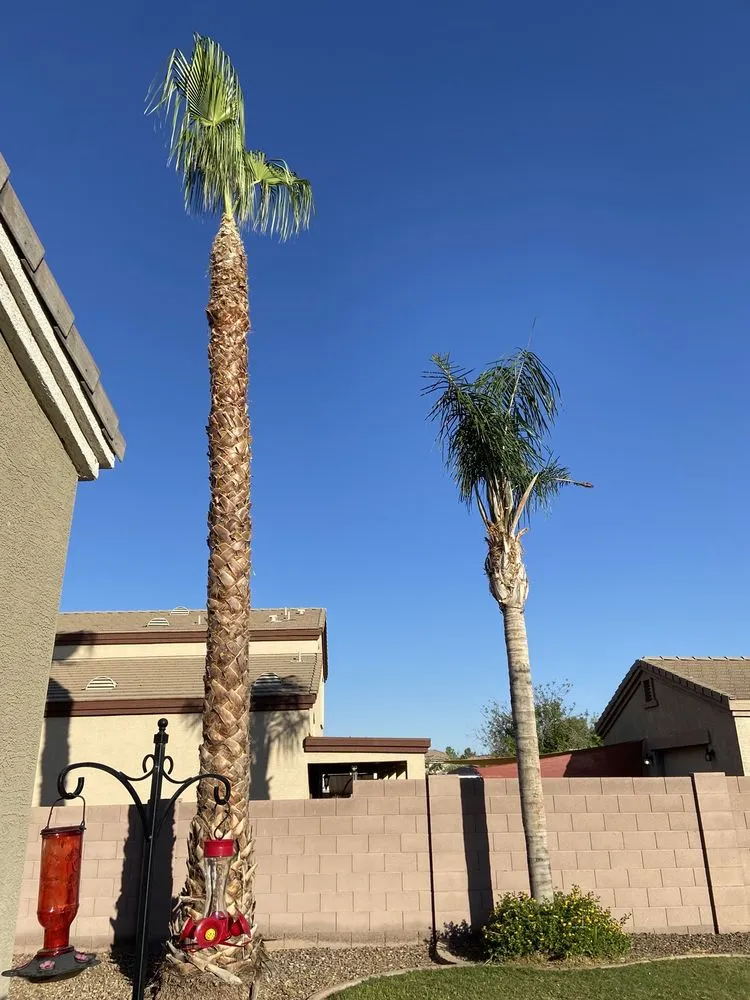 Top-rated yard cleanup service for year-round maintenance in El Mirage, AZ by Aispuros Landscape