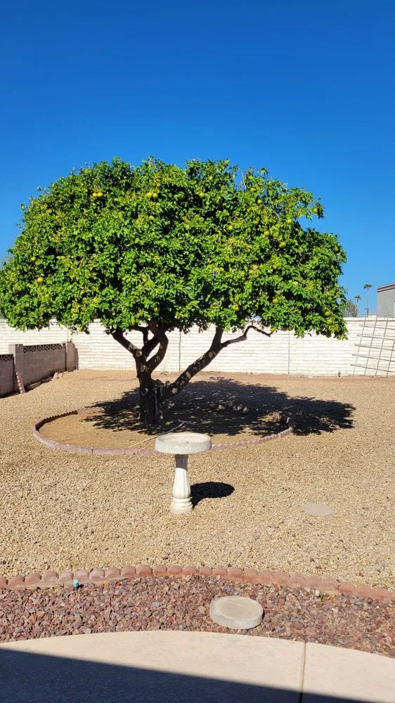 Top-rated yard cleanup service near you across El Mirage, AZ - Aispuros Landscape