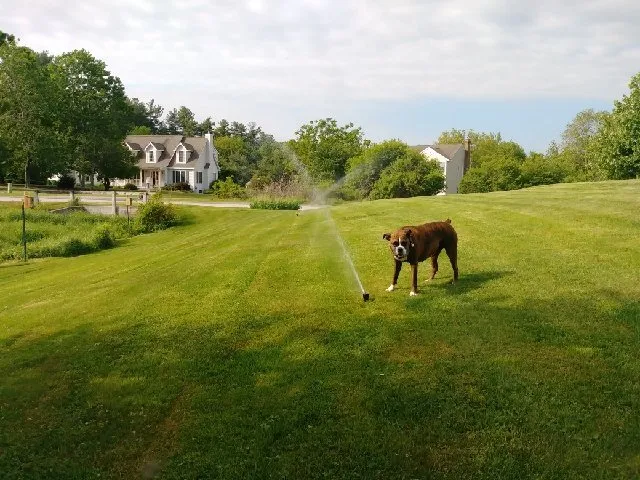 Affordable lawn care service in Marlborough, MA by AJ Antico