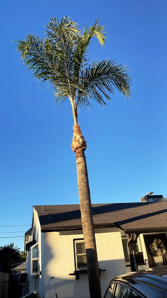 Custom yard maintenance experts serving San Fernando Valley, CA - A&J Gardening Services