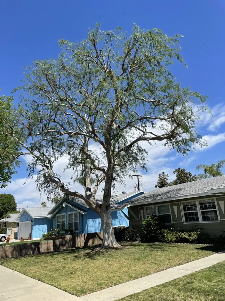 Affordable residential landscaping in San Fernando Valley, CA - A&J Gardening Services