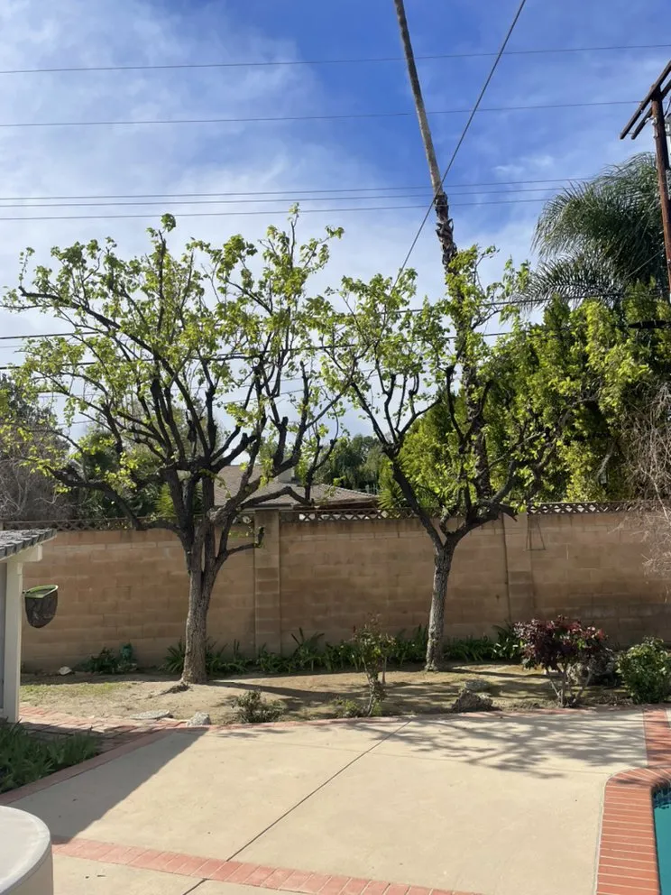 Affordable yard cleanup service in San Fernando Valley, CA by A&J Gardening Services