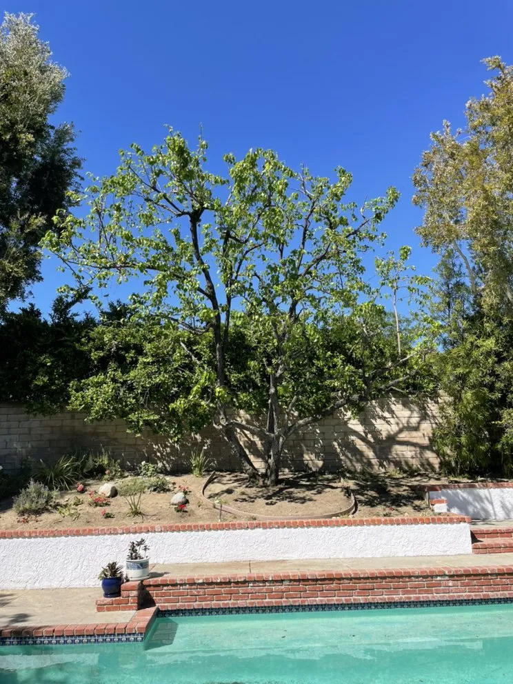 Affordable landscape installation in San Fernando Valley, CA by A&J Gardening Services