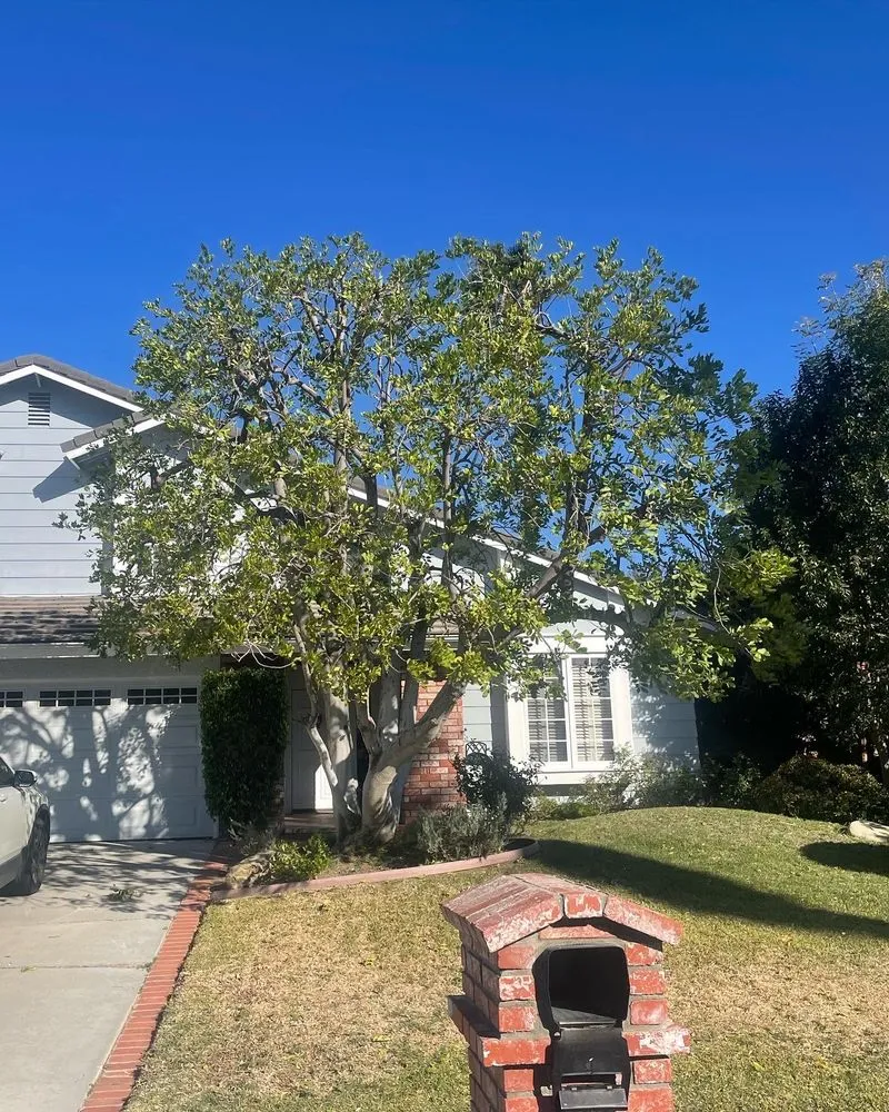 Custom outdoor landscaping in San Fernando Valley, CA by A&J Gardening Services