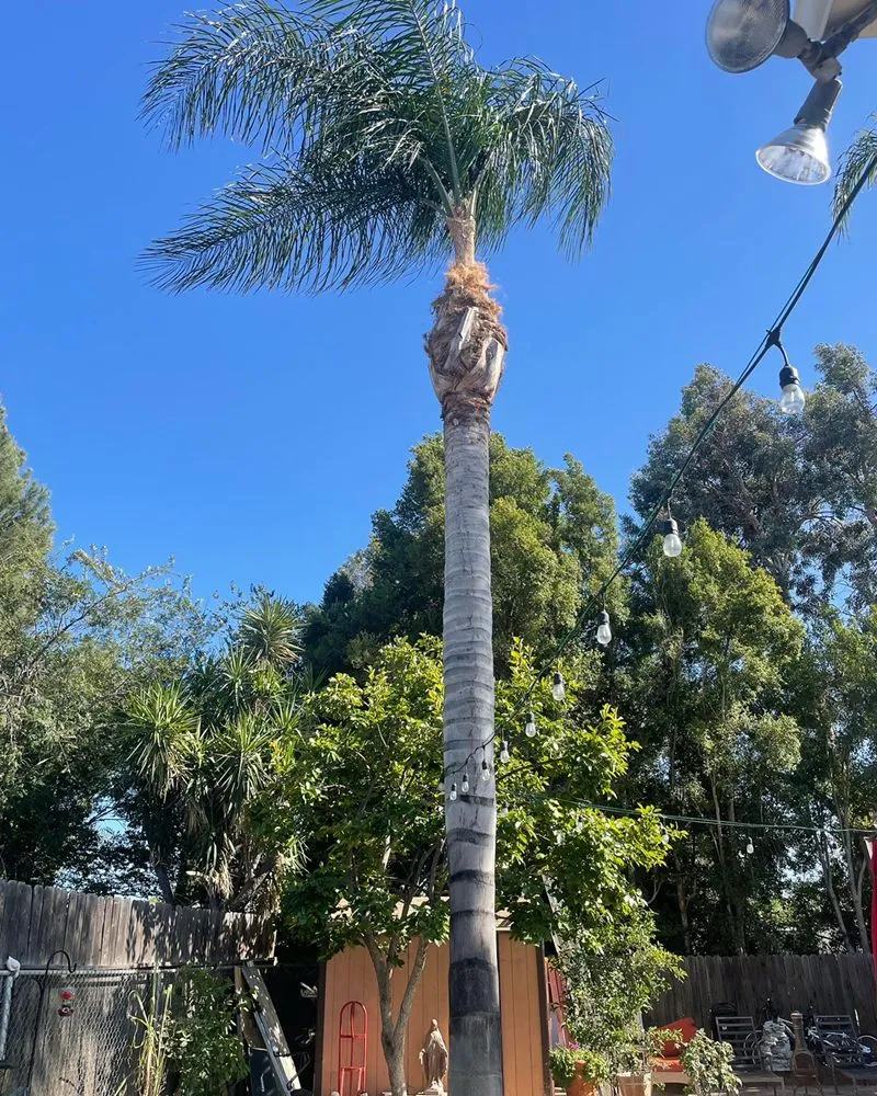 Expert landscape installation near you in San Fernando Valley, CA by A&J Gardening Services