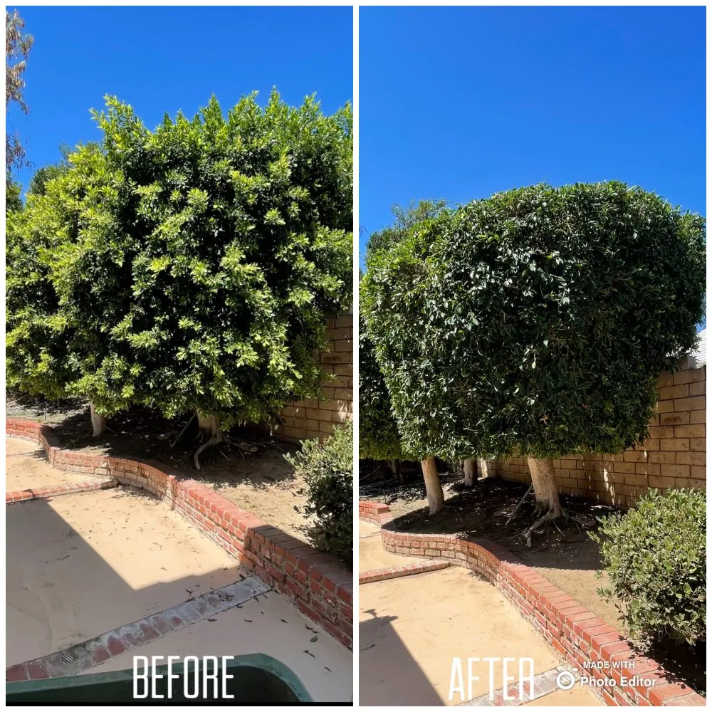 Trusted outdoor landscaping in San Fernando Valley, CA - A&J Gardening Services