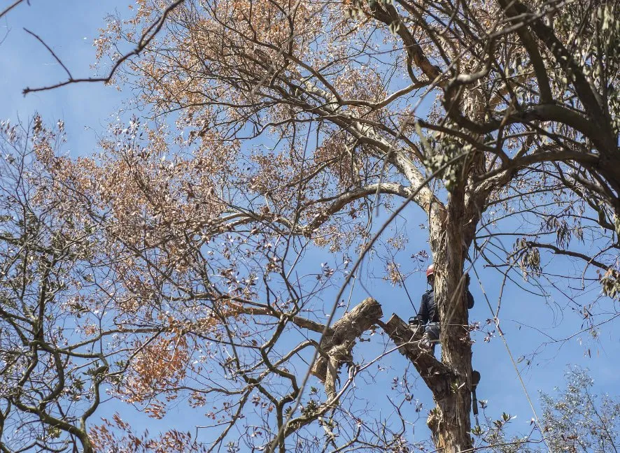 Local lawn care service in Chicago, IL by A&J Landcare