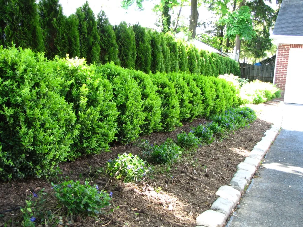 Top-rated yard maintenance for outdoor upgrades in Springfield Township, NJ by A&J Landscape Design
