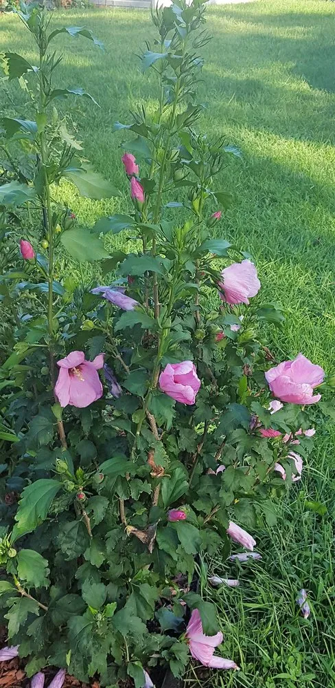 Trusted residential landscaping in South Hadley, MA by A&J Landscape Services