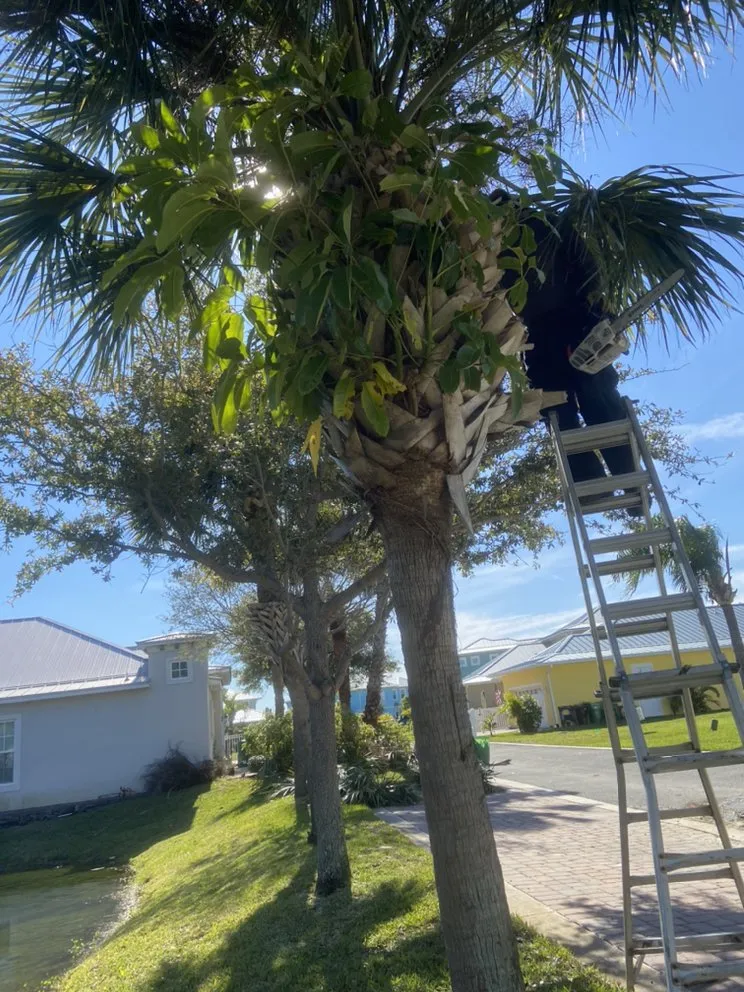 Expert landscape installation in Cocoa, FL - A&J Landscaping and Tree Service