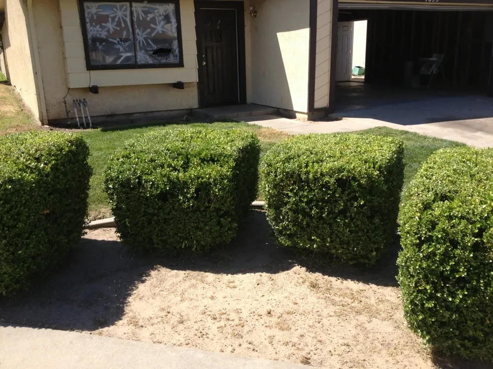 Affordable lawn care service experts serving Newman, CA - A&J Landscaping