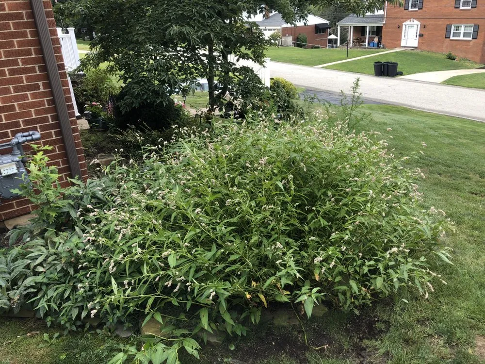 Local yard cleanup service experts serving White oak, PA - A&J Landscaping