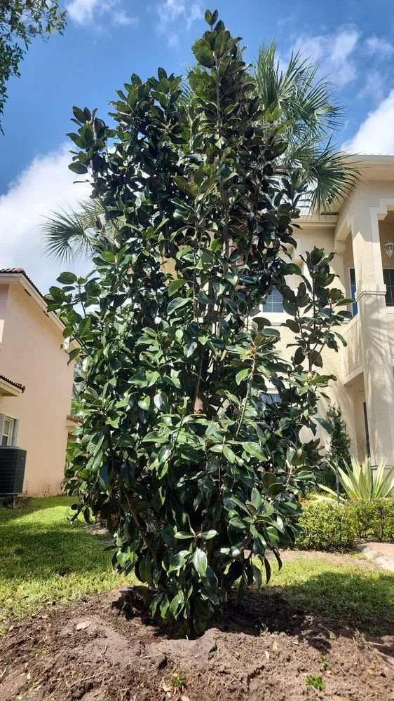 Professional landscape design in Davie, FL - AJ Lawn Masters Landscaping