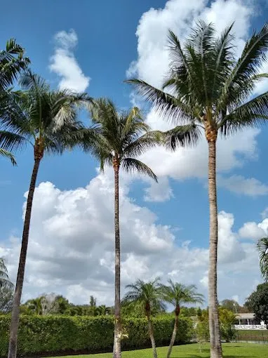 Expert yard maintenance for year-round maintenance in Davie, FL by AJ Lawn Masters Landscaping