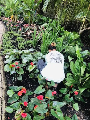 Professional residential landscaping with custom design in Davie, FL by AJ Lawn Masters Landscaping