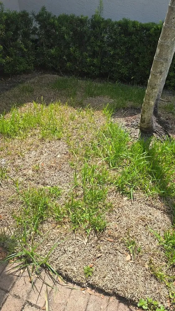 Affordable residential landscaping experts serving Davie, FL - AJ Lawn Masters Landscaping