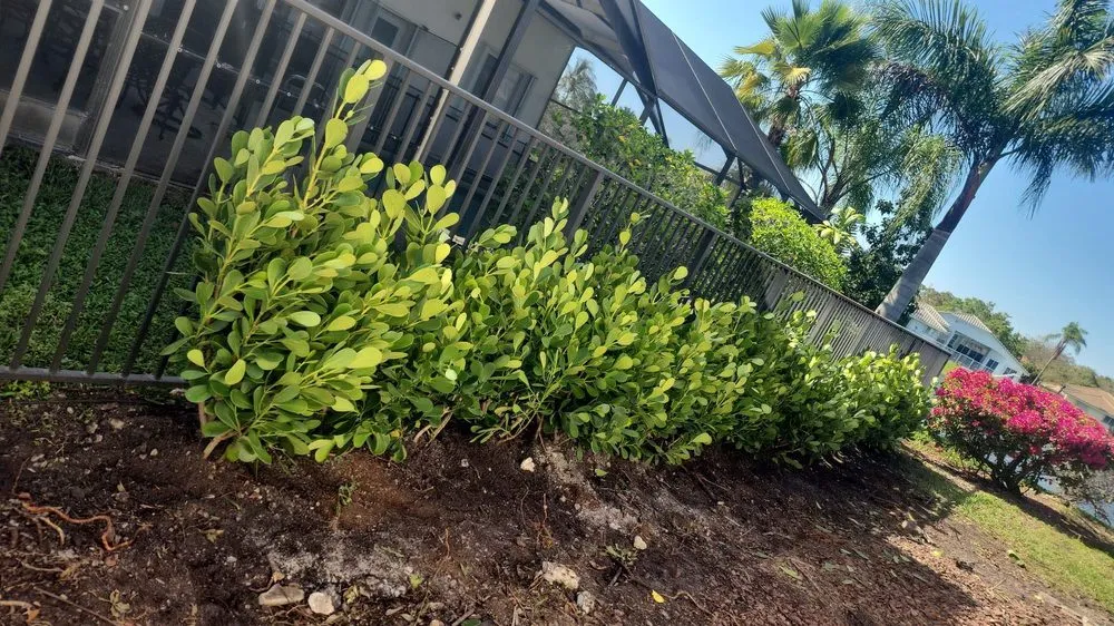 Expert outdoor landscaping for homes across Davie, FL - AJ Lawn Masters Landscaping