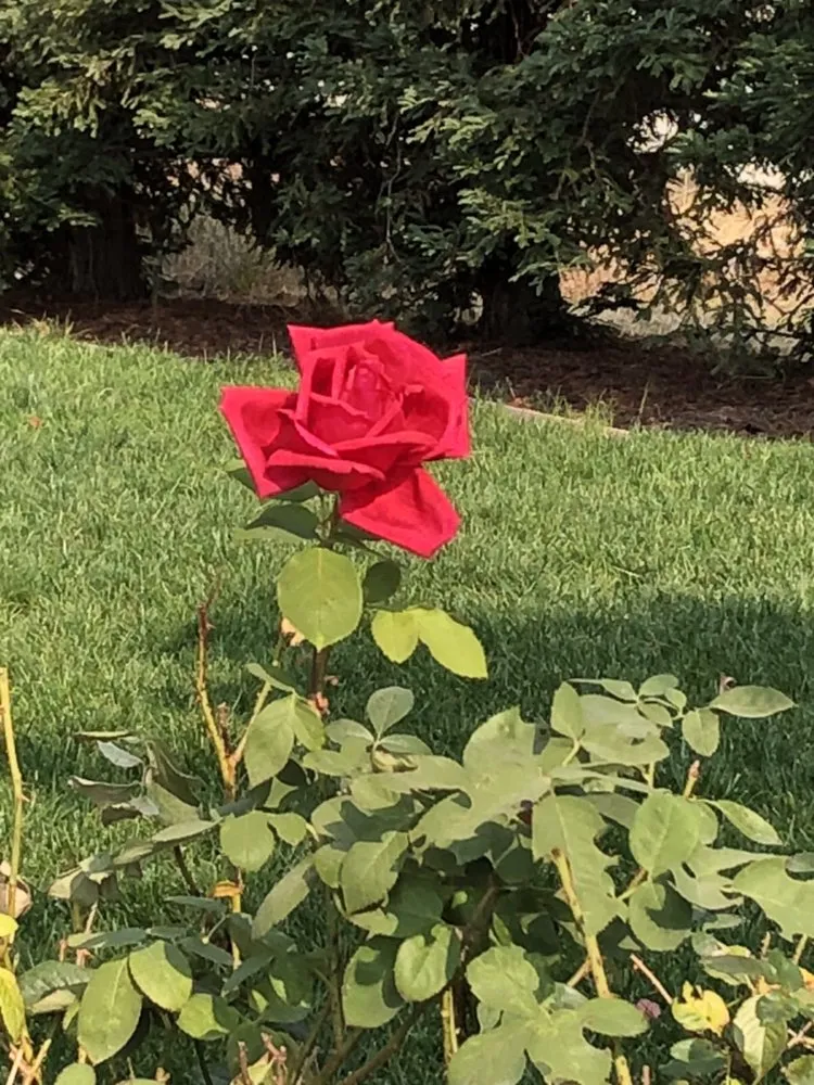 Professional lawn care service for homes in Ione, CA by A&J Outdoor Transformations