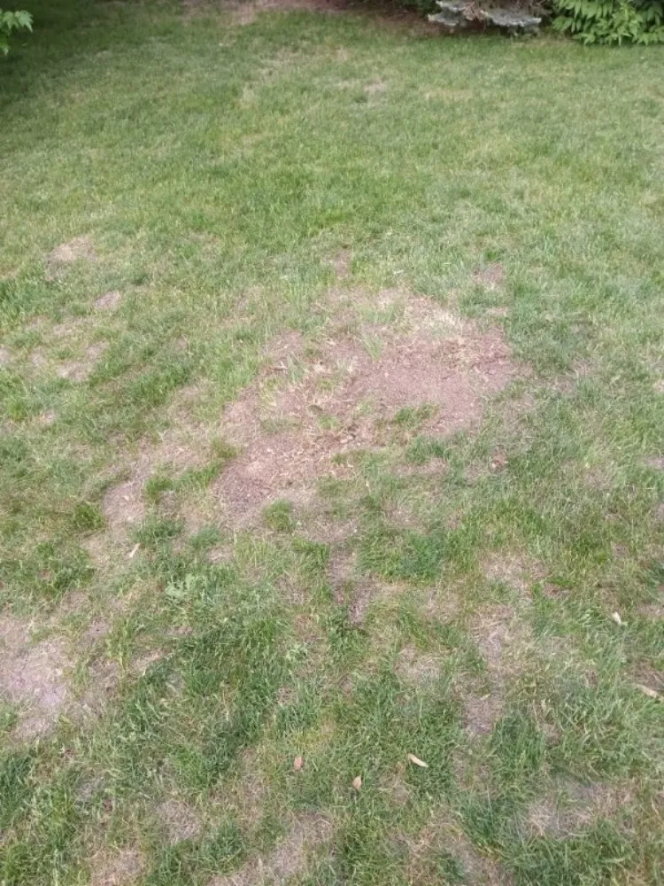 Affordable landscaping services in Madison Lake, MN - AJ Service