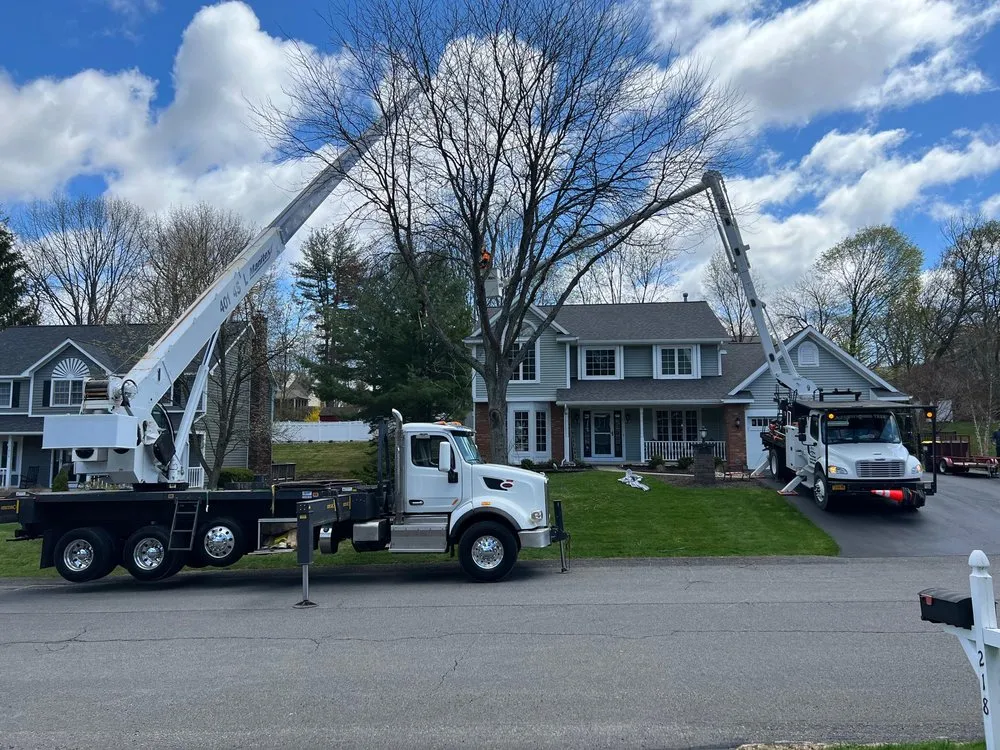 Expert yard maintenance experts serving Albany, NY - A&J Tree Service