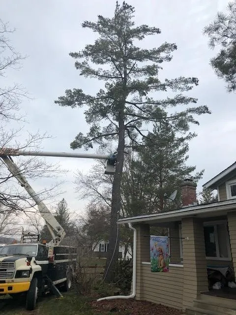 Affordable landscaping services experts serving Albany, NY - A&J Tree Service