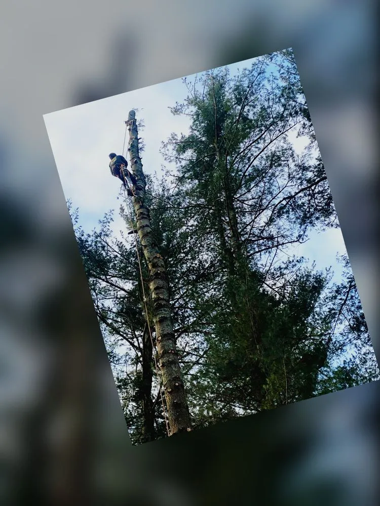 Custom lawn mowing service experts serving Ossining, NY - AJ Tree Service