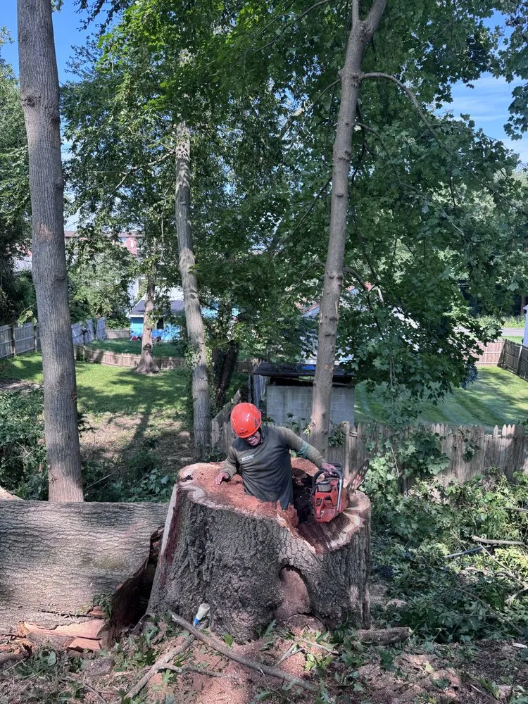 Local yard cleanup service in Ossining, NY by AJ Tree Service