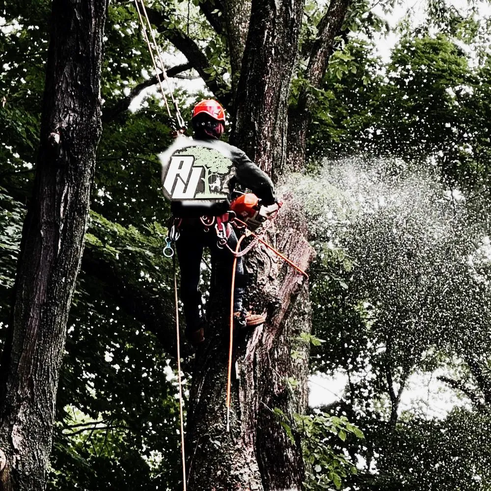 Reliable yard cleanup service experts serving Ossining, NY - AJ Tree Service