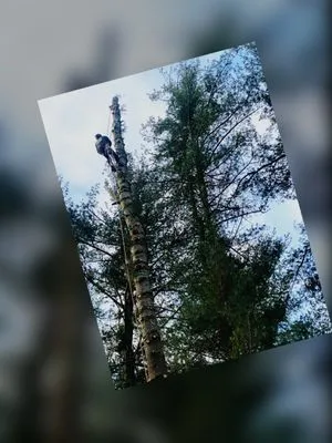 AJ Tree Service Logo