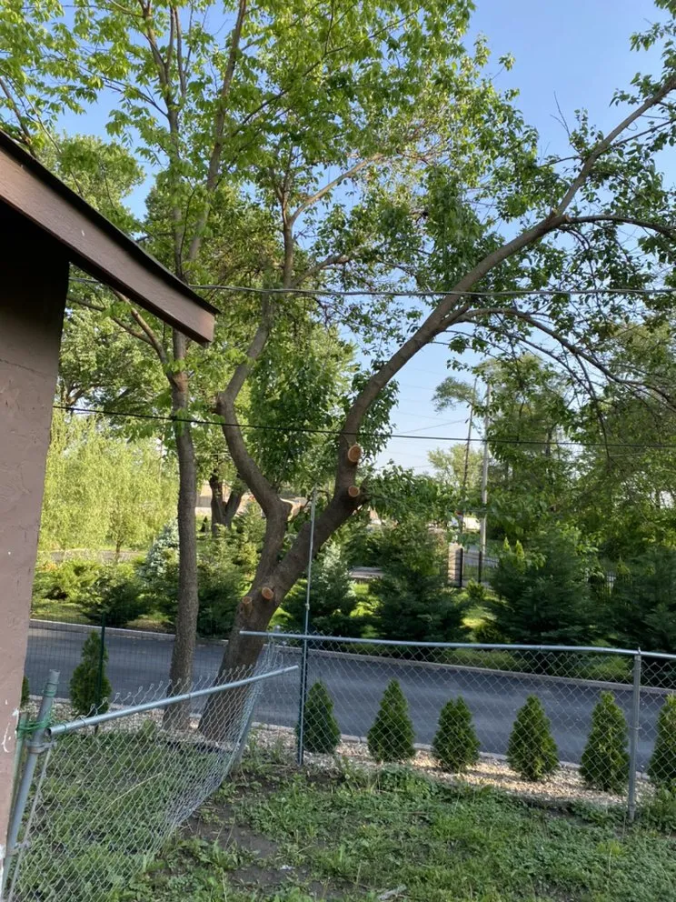 Reliable yard maintenance near you in Olathe, KS by A&J Tree Services Kc