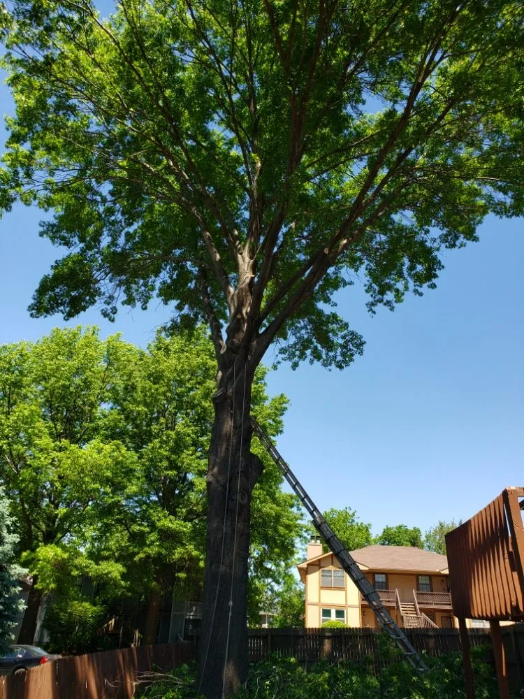 Top-rated lawn care service in Olathe, KS by A&J Tree Services Kc