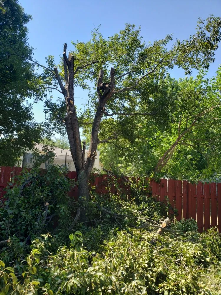 Professional lawn mowing service in Olathe, KS - A&J Tree Services Kc