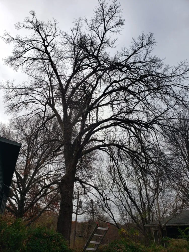 Professional yard maintenance in Olathe, KS by A&J Tree Services Kc