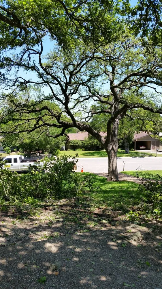 Affordable landscape design for homes in Kyle, TX by AJ Tree Services