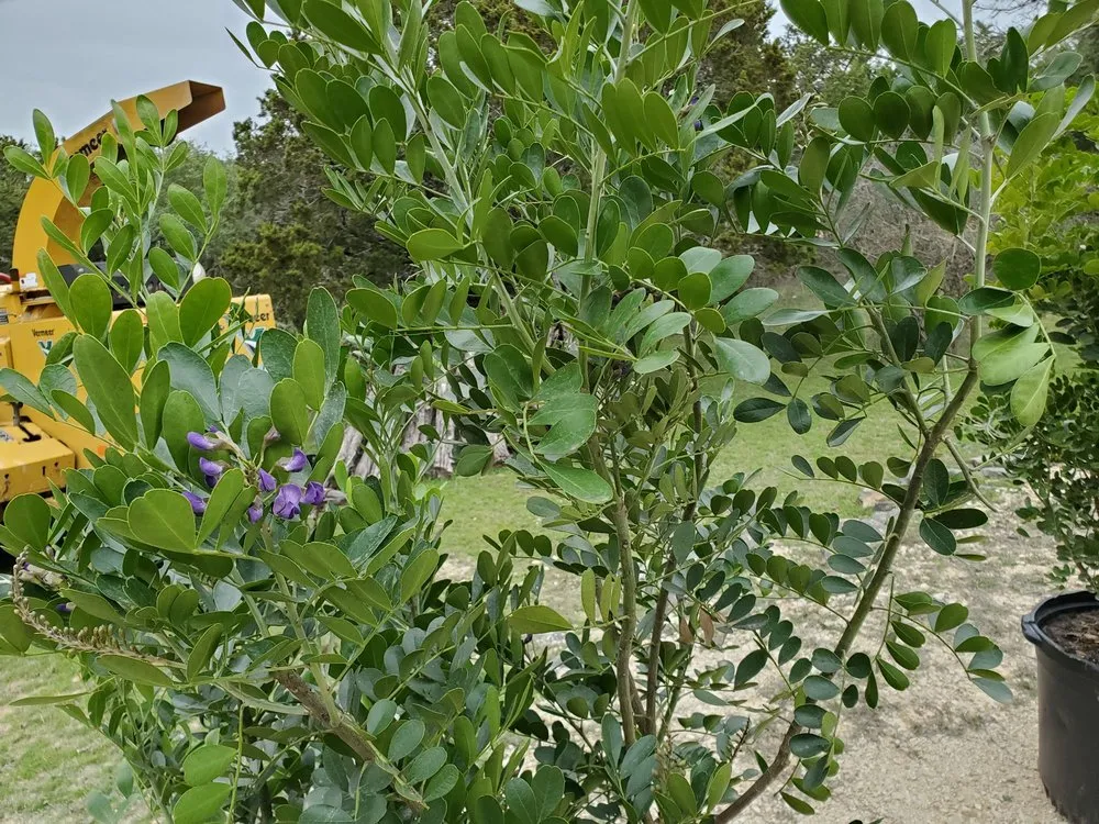 Professional landscape design in Kyle, TX - AJ Tree Services