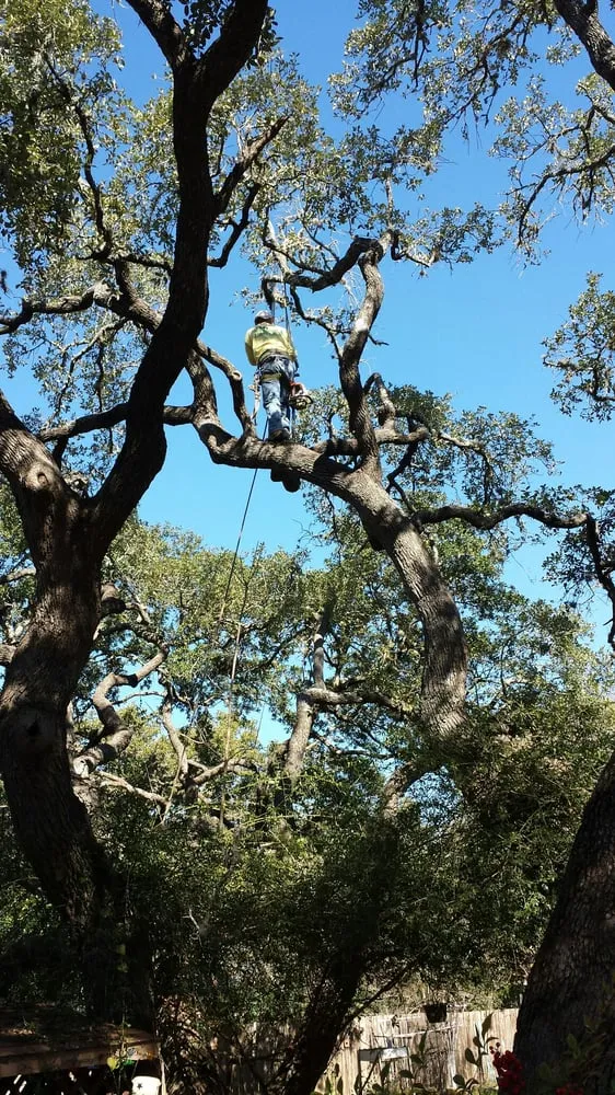 Top-rated landscape installation for residential properties across Kyle, TX - AJ Tree Services