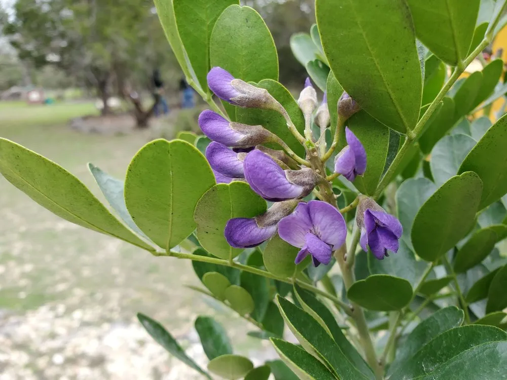 Custom landscape installation in Kyle, TX - AJ Tree Services