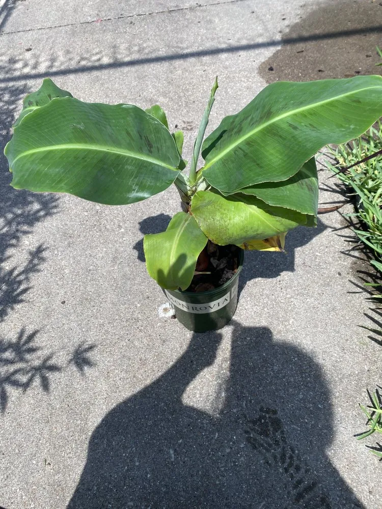 Custom landscaping services for outdoor upgrades across Pearland, TX - AJ Unlimited