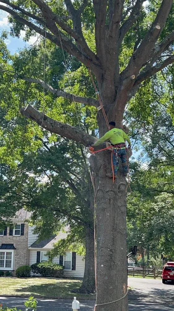 Reliable lawn mowing service in Croydon, PA - Ajanel Tree Service
