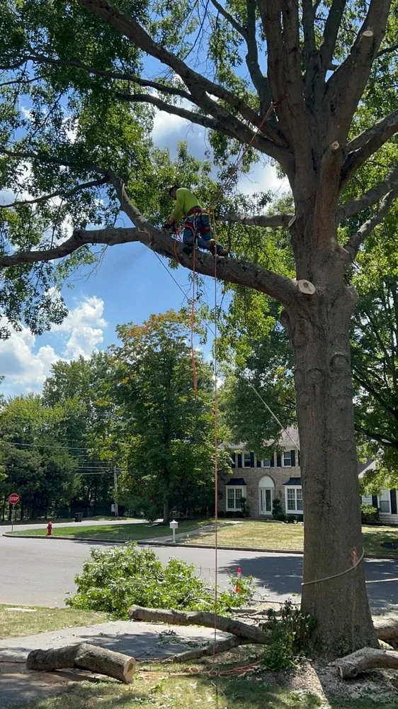 Custom lawn mowing service in Croydon, PA - Ajanel Tree Service