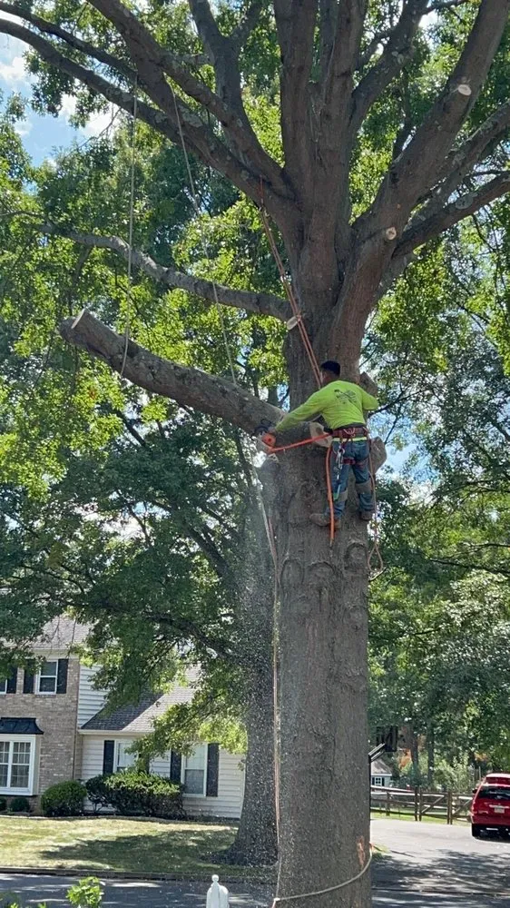 Affordable lawn mowing service in Croydon, PA - Ajanel Tree Service